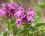 Thymus nummularius