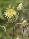 Centaurea salonitana