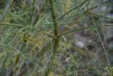 Bilacunaria microcarpos