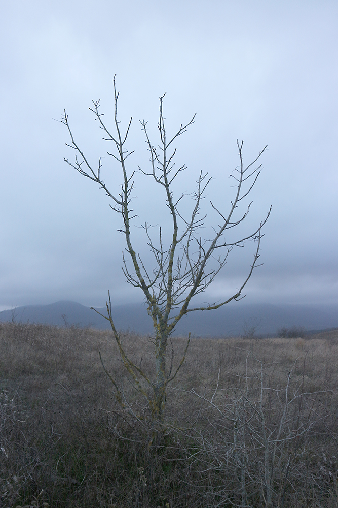 Image of Fraxinus excelsior specimen.