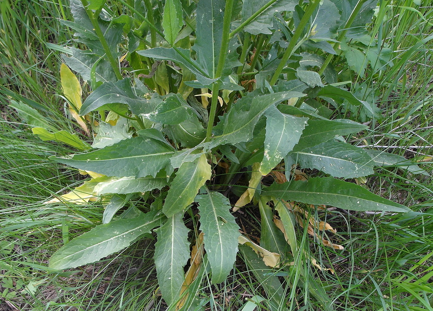 Image of Bunias orientalis specimen.