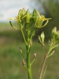 Sisymbrium altissimum