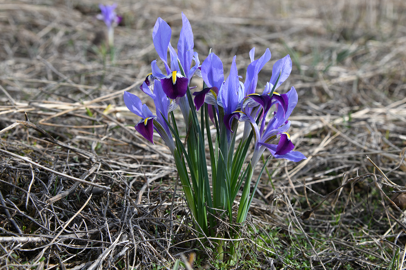 Изображение особи Iridodictyum kolpakowskianum.