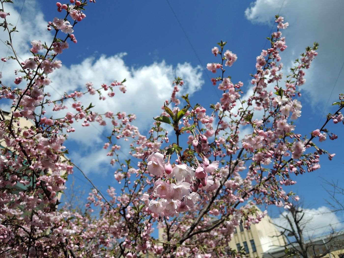 Image of Prunus serrulata specimen.