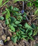 Mertensia pterocarpa