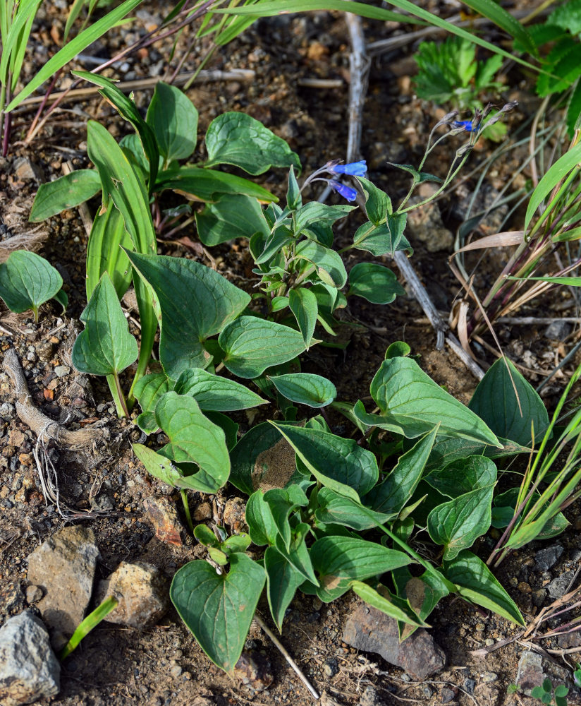 Image of Mertensia pterocarpa specimen.