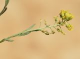 Alyssum montanum. Верхушка побега с соцветием. Испания, Каталония, пров. Барселона, комарка Бергеда, муниципалитет Сальдес, подножие горы Педрафорка, окр. смотр. площадки \"Гресолет\", 1557 м н.у.м., каменистый склон восточной экспозиции. 11.06.2023.