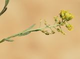 Alyssum montanum