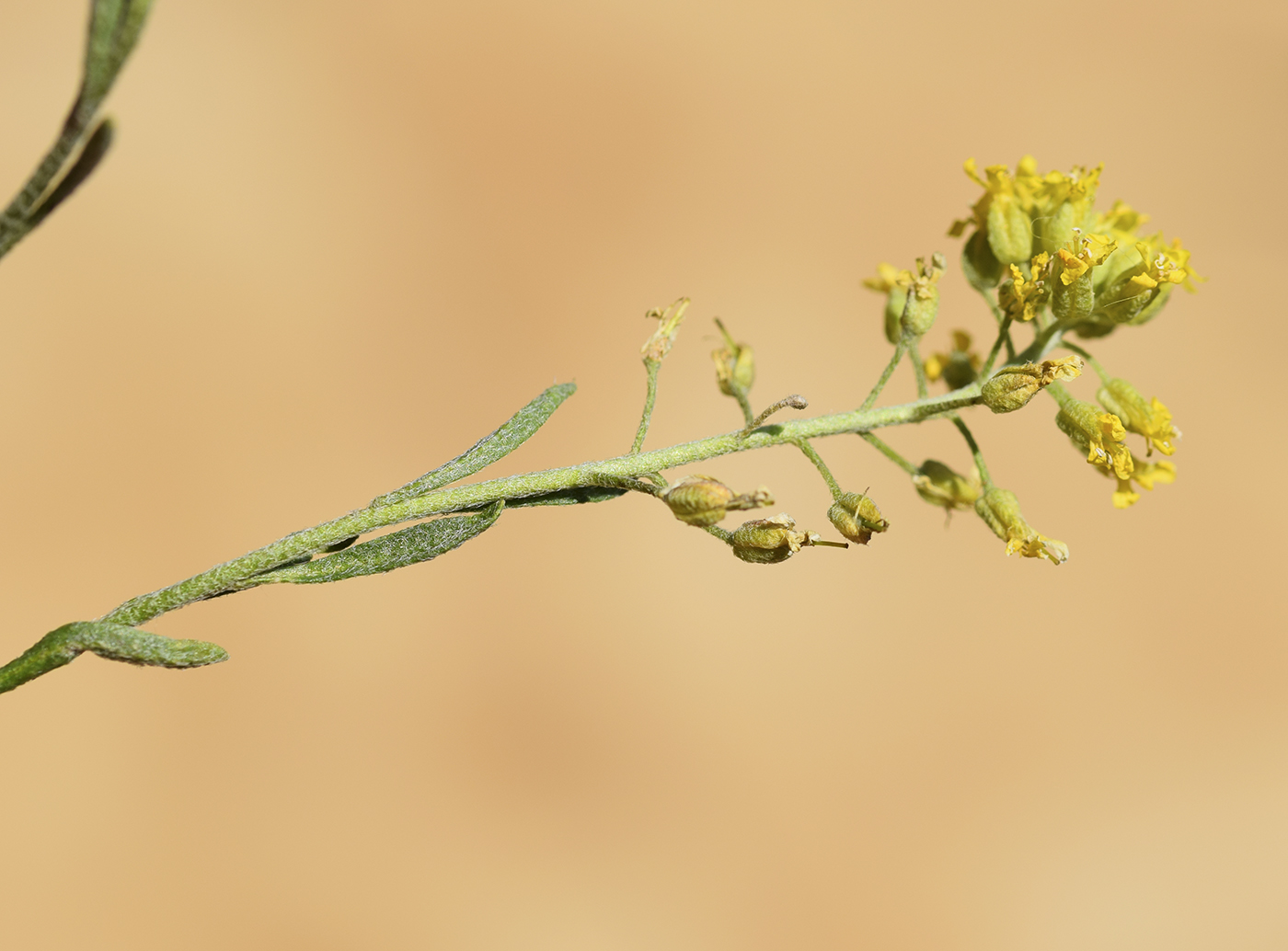 Image of Alyssum montanum specimen.