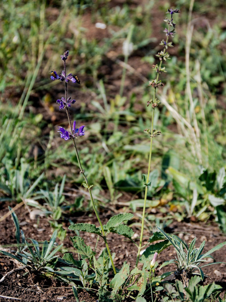 Изображение особи Salvia stepposa.