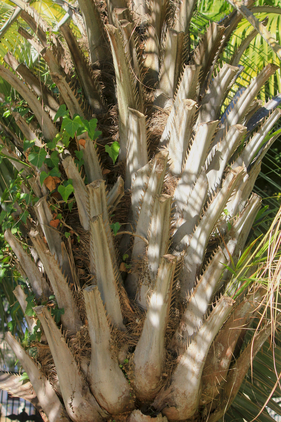 Image of Butia capitata specimen.