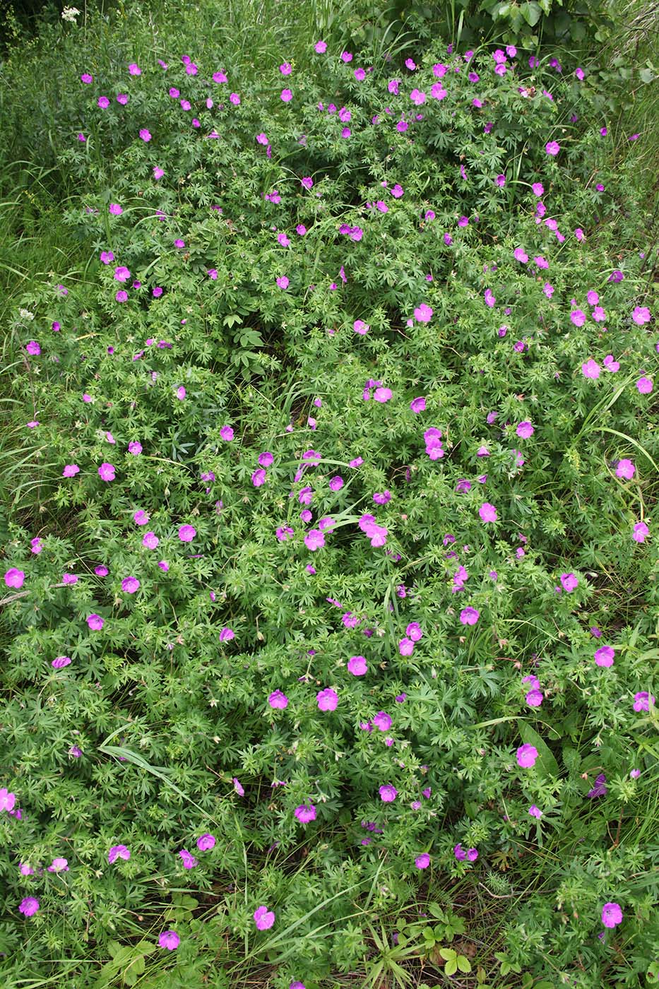 Изображение особи Geranium sanguineum.