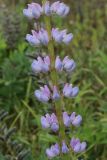 Lupinus polyphyllus. Часть соцветия. Беларусь, Витебская обл., окр. пос. Езерище, свежий луг, опушка ивняка. 27.07.2023.