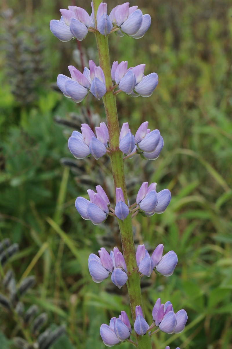 Image of Lupinus polyphyllus specimen.