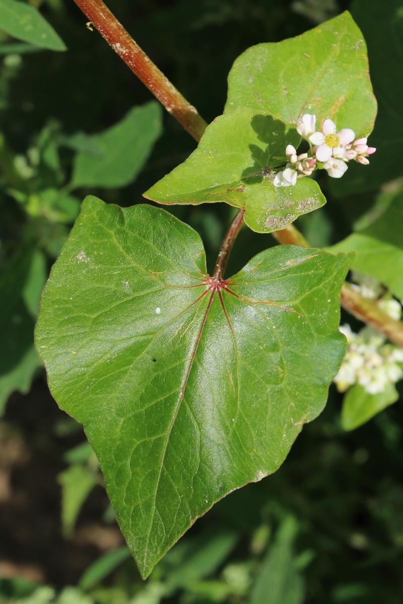 Изображение особи Fagopyrum esculentum.