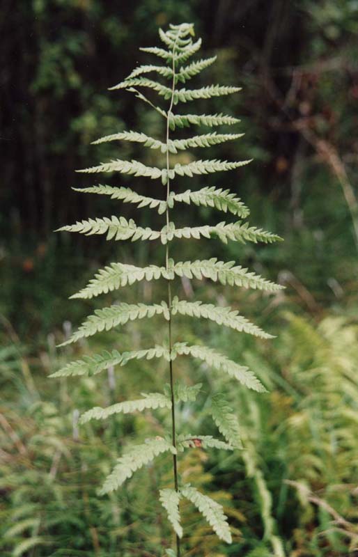 Изображение особи Thelypteris palustris.