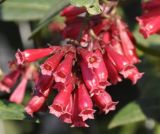 Cestrum elegans