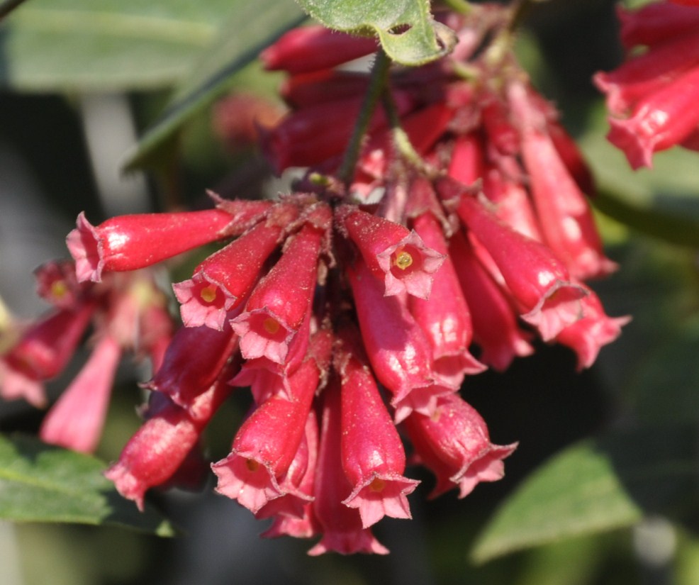 Изображение особи Cestrum elegans.