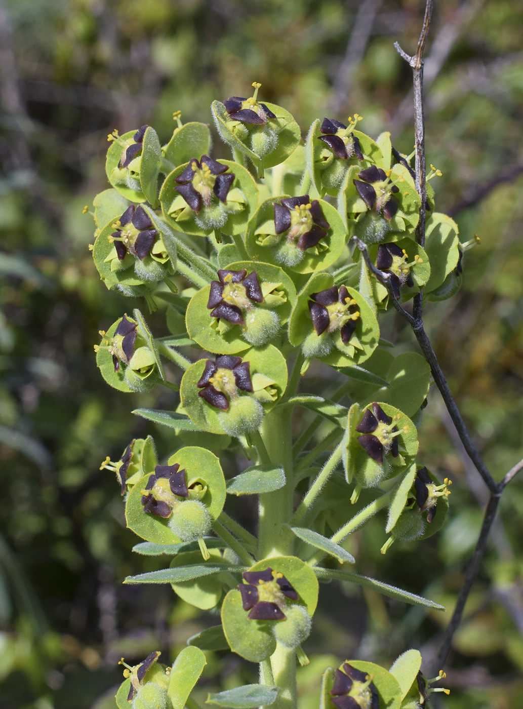 Image of Euphorbia characias specimen.