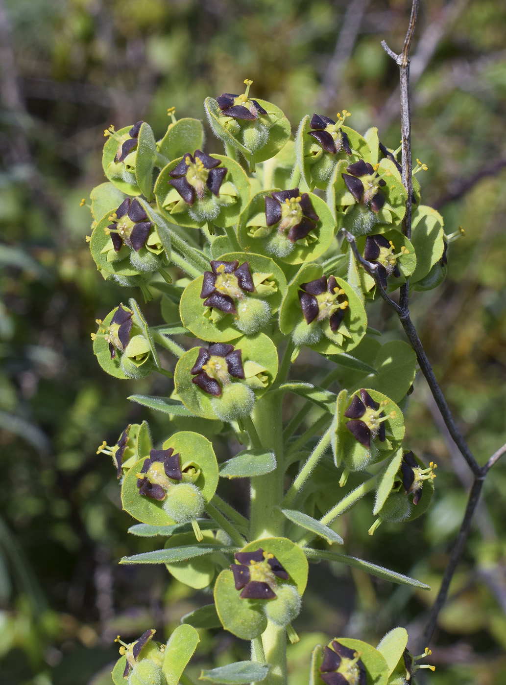 Изображение особи Euphorbia characias.