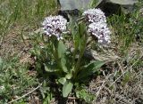 Valeriana chionophila