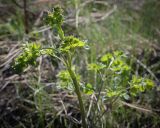 genus Thalictrum