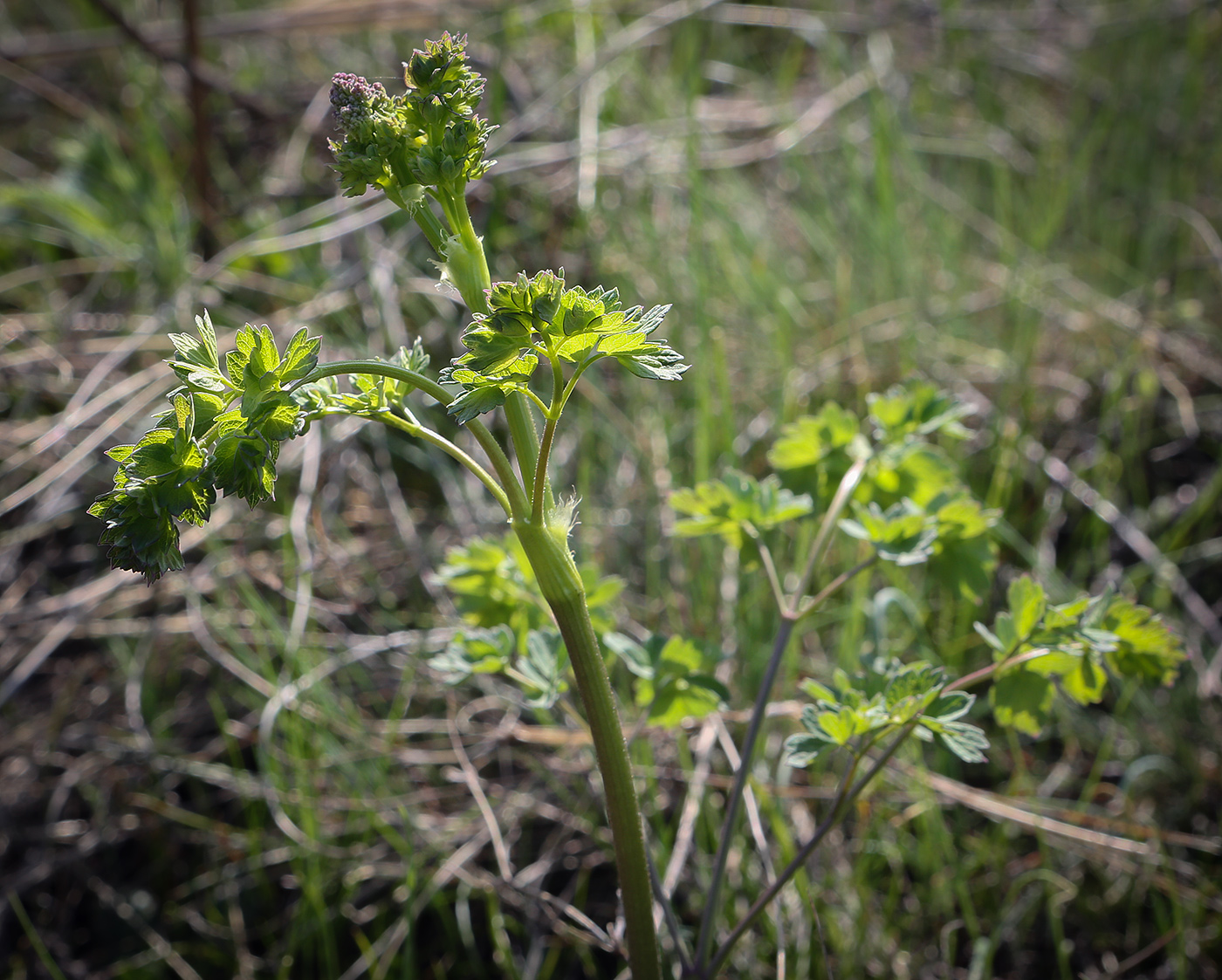 Изображение особи род Thalictrum.