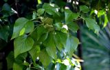 Hedera colchica. Верхушка побега. Грузия, Аджария, Батумский ботанический сад. 16.06.2023.