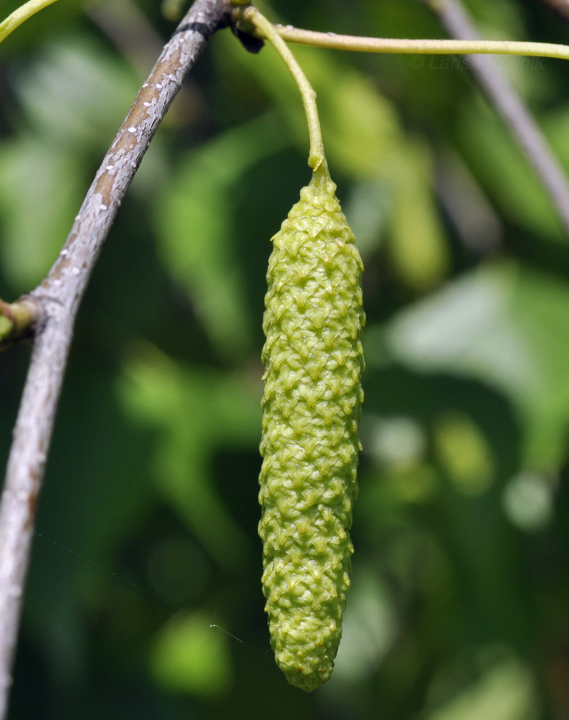 Изображение особи Betula platyphylla.