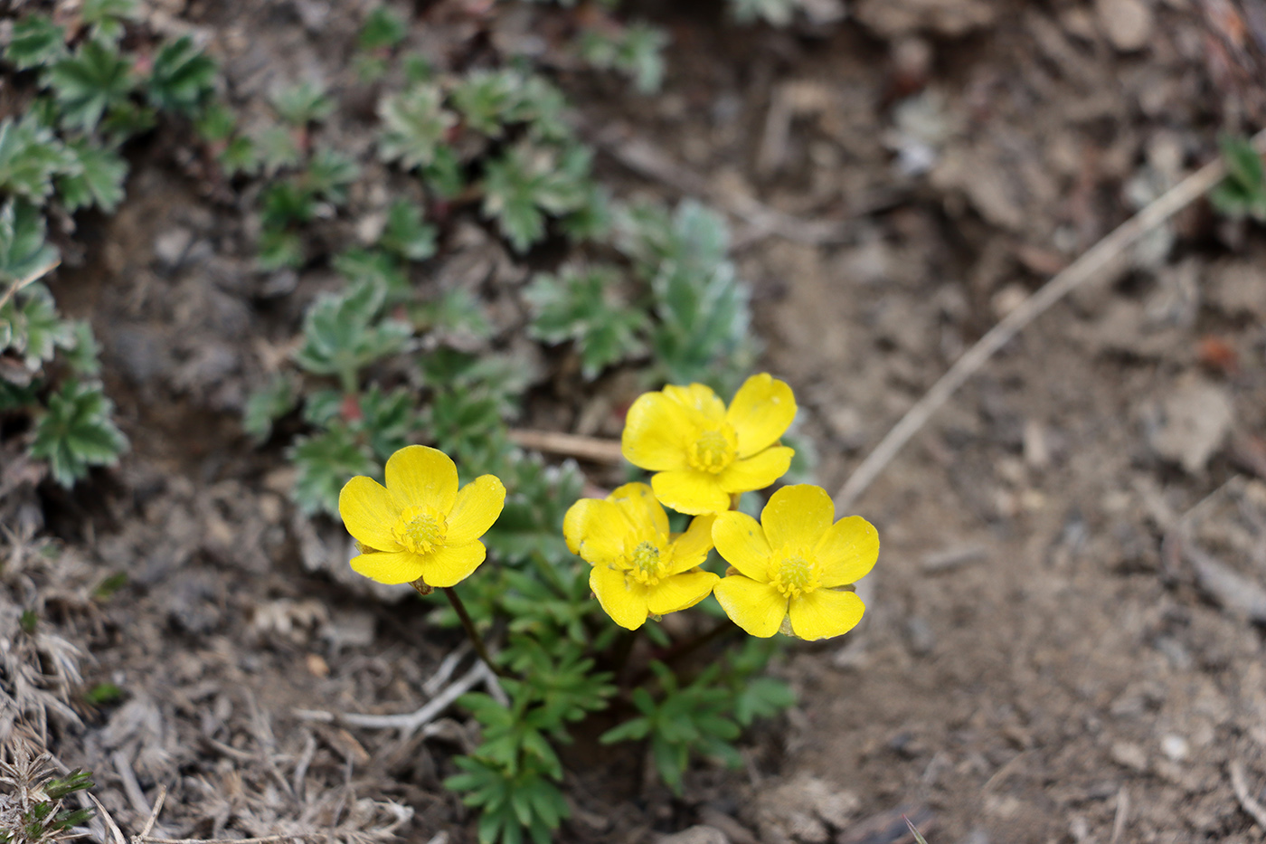 Image of Ranunculus rubrocalyx specimen.