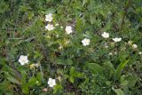 род Fragaria