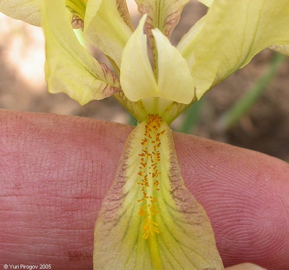 Image of Iris pineticola specimen.