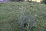 Cirsium pugnax