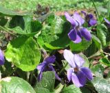 Viola × vindobonensis. Цветки и листья. Смоленская обл., Смоленский р-н, пос. Каспля. 02.05.2009.