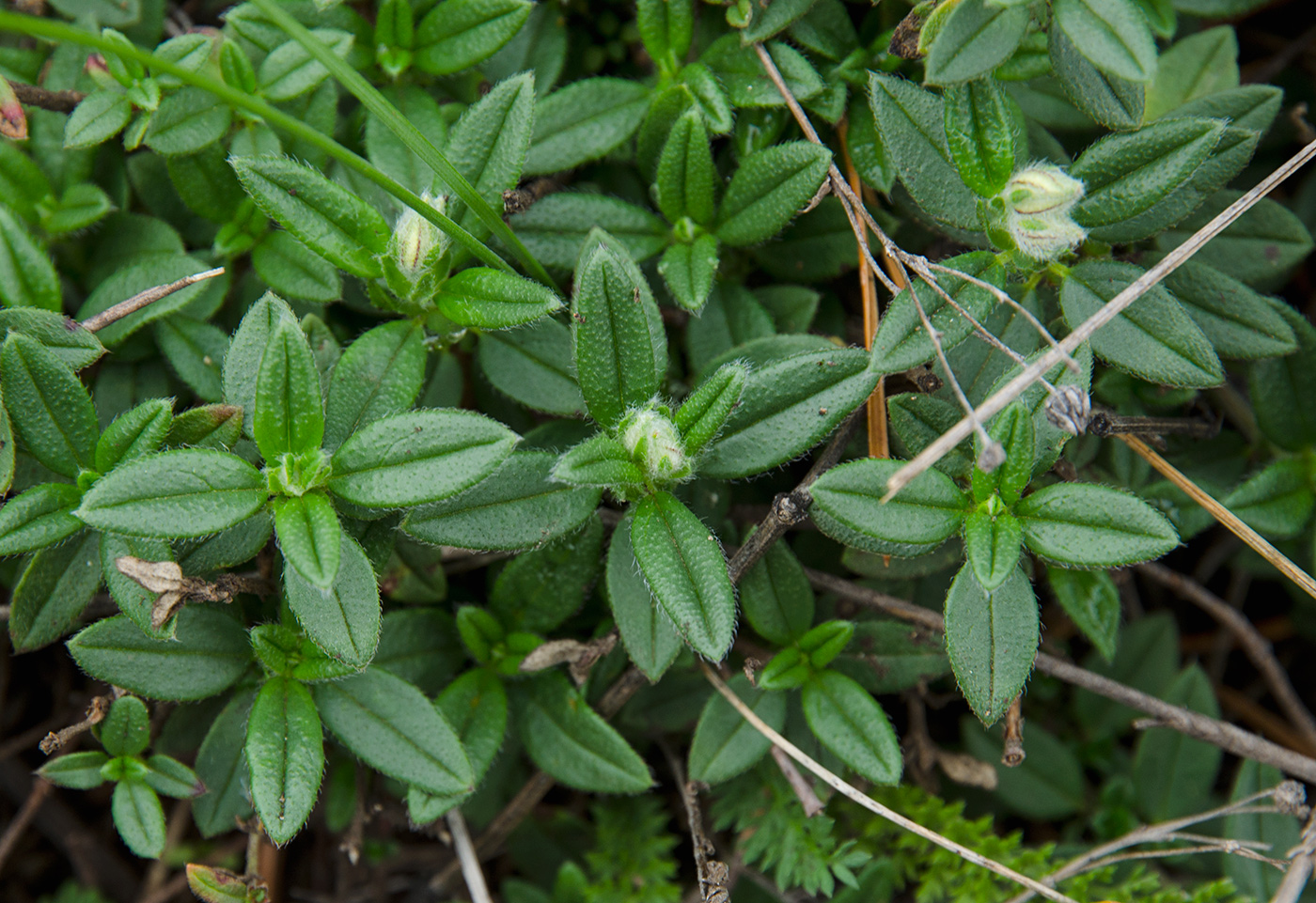 Image of Helianthemum nummularium specimen.