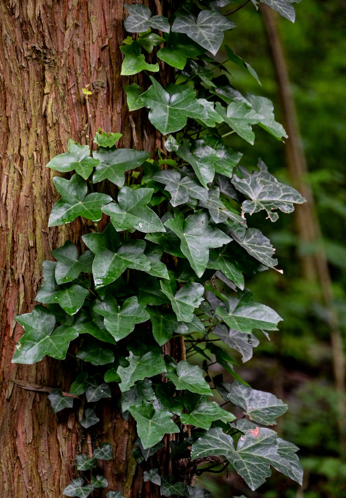 Image of Hedera sinensis specimen.
