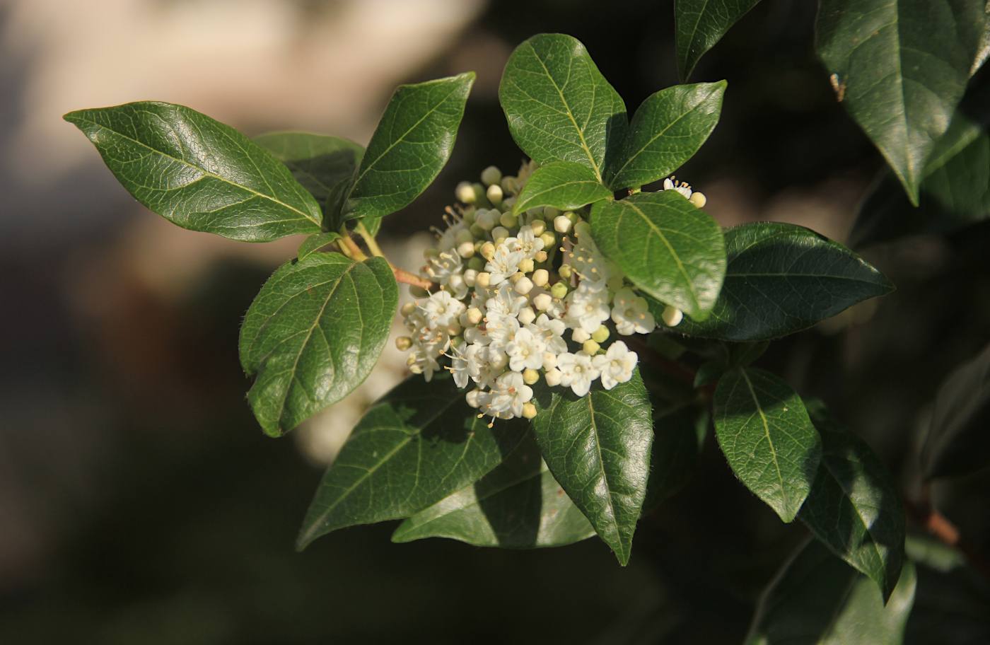 Изображение особи Viburnum tinus.