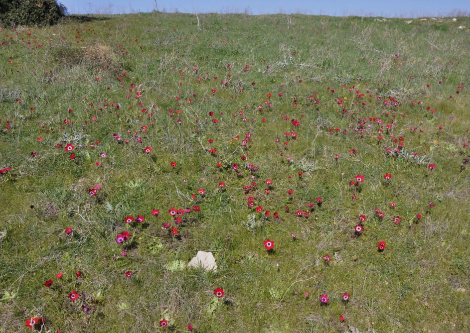 Image of Anemone coronaria specimen.