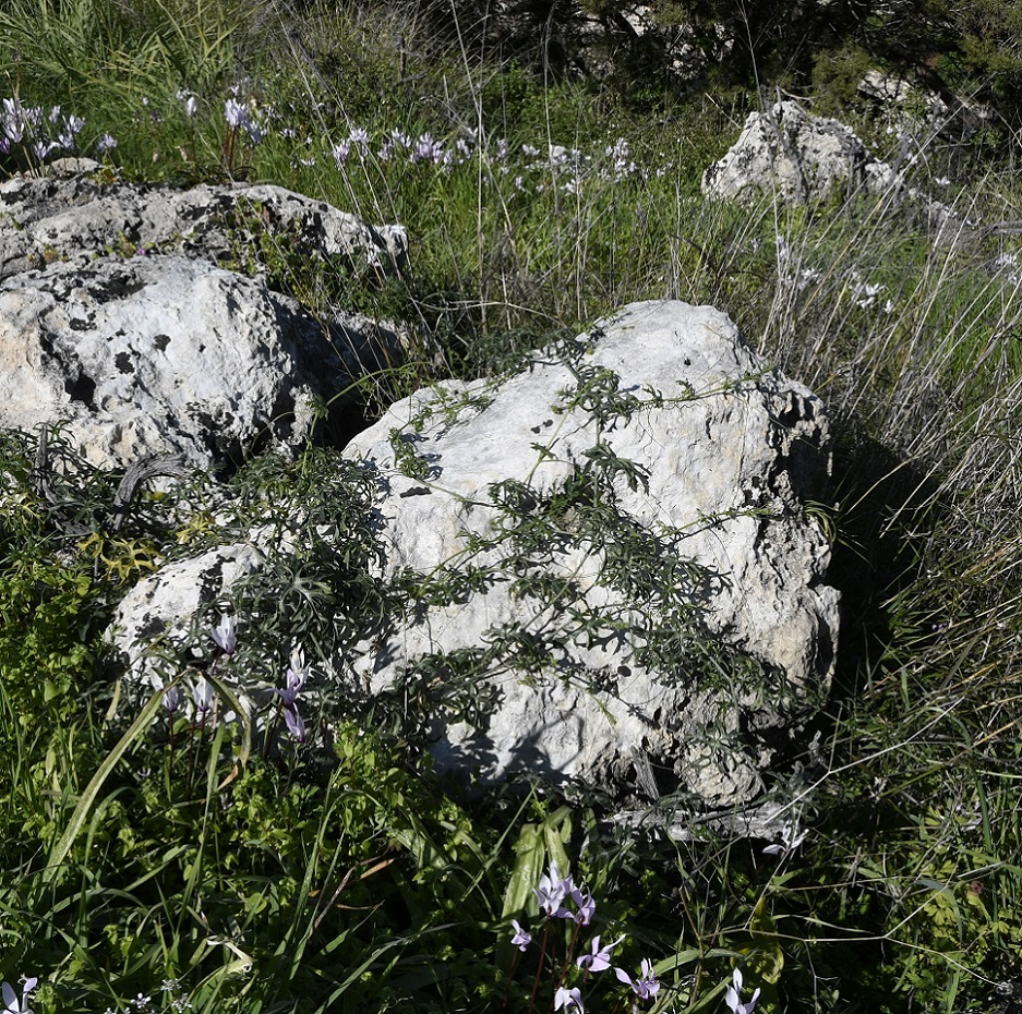 Image of Bryonia cretica specimen.