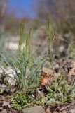 Cardamine hirsuta