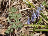 Corydalis turtschaninovii. Цветущее растение. Хабаровский край, окр. г. Комсомольск-на Амуре, дол. р. Силинка. 07.05.2025.