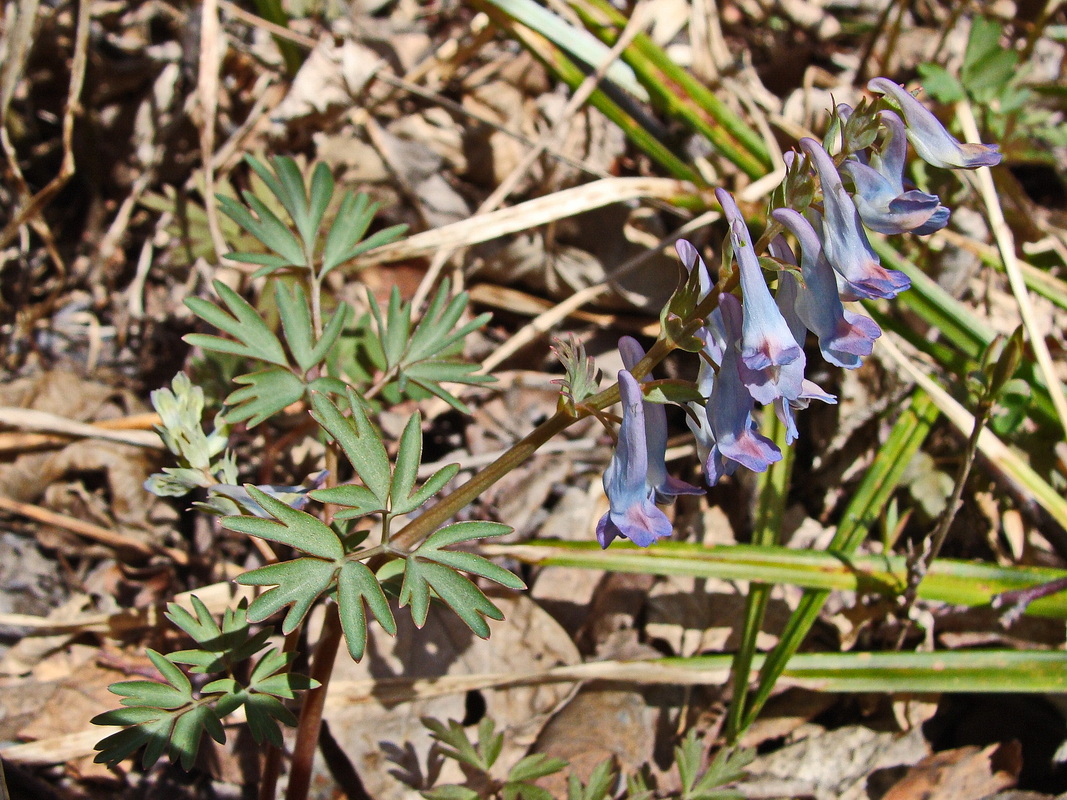 Image of Corydalis turtschaninovii specimen.