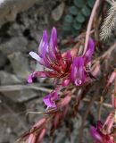 Astragalus buschiorum