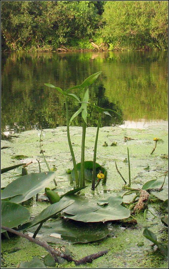 Image of Sagittaria sagittifolia specimen.