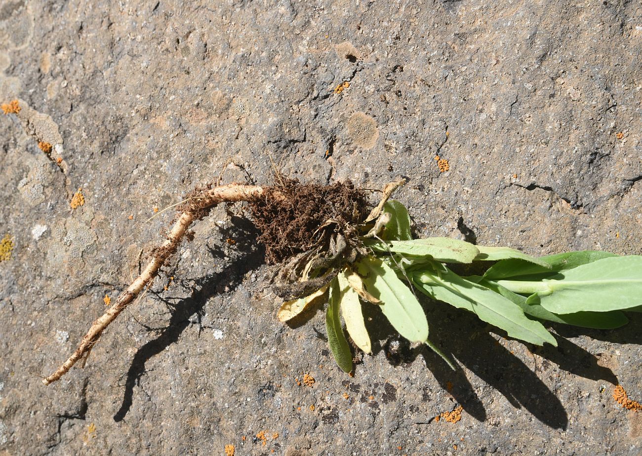 Image of Turritis glabra specimen.