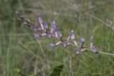 Astragalus varius