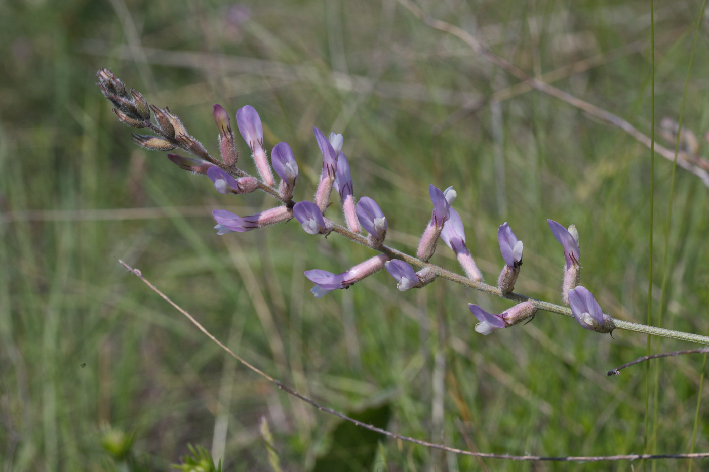 Image of Astragalus varius specimen.