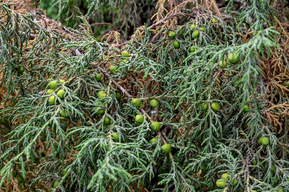 Image of Juniperus chinensis specimen.