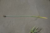 genus Typha