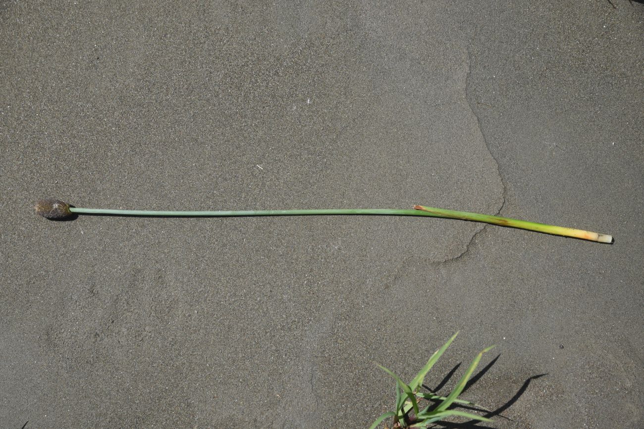 Image of genus Typha specimen.